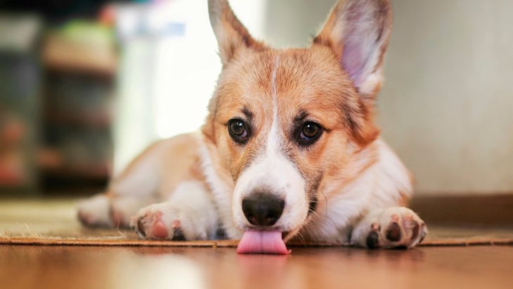 犬が家の床やカーペットを舐める心理5選！やめさせる方法を徹底解説