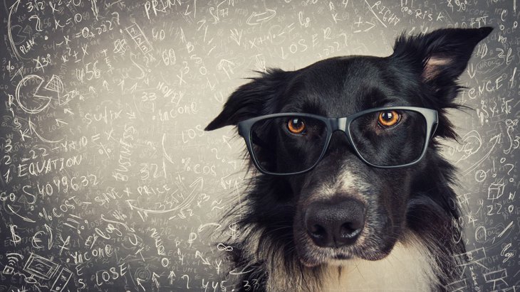 犬の『脳』ってどうなってるの？人間や他の動物との違いを徹底解説