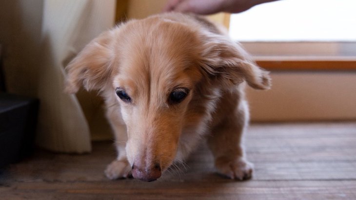 老犬がしていたら危険な「吐き方」4つ！嘔吐の原因や飼い主がすべき対応とは？