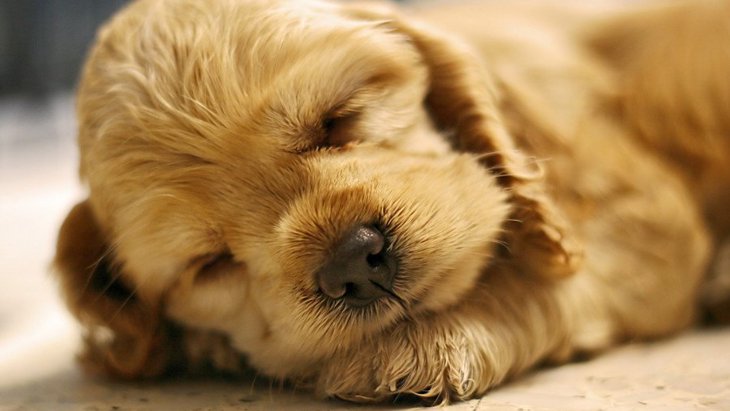 愛犬の５つの寝相と心理！最もリラックスしてるポーズは？