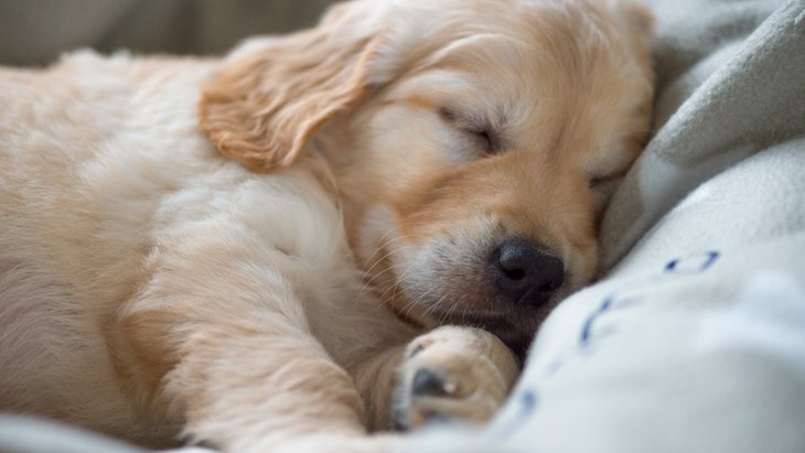 犬が寝ている時に体をピクピク動かす理由とは？4つの原因と注意すべき症状