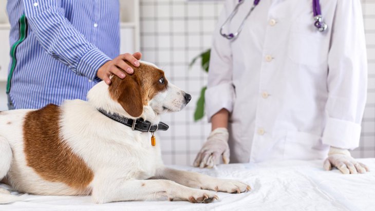 動物病院での犬の恐怖や攻撃行動のリスク要因とは？【リサーチ結果】