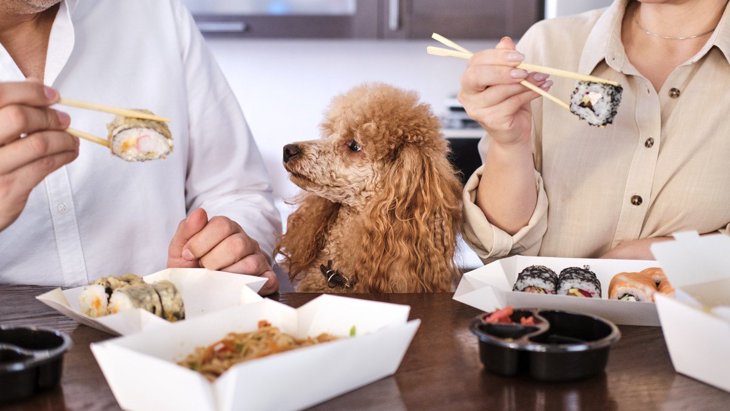 犬に『人間の食べ物を食べさせてはいけない』本当の理由6選