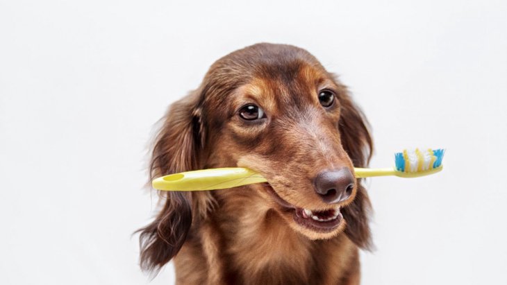犬の歯周病が認知症に関連しているという研究結果