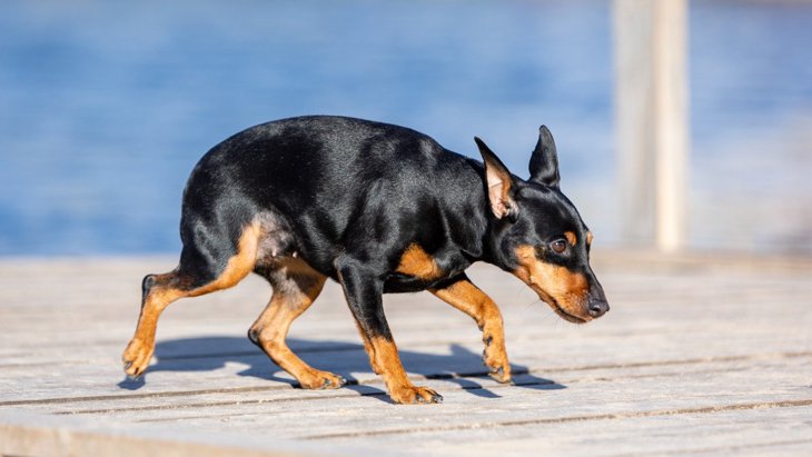 犬が「低い姿勢で歩く」5つの理由！心理状態や病気の可能性を解説