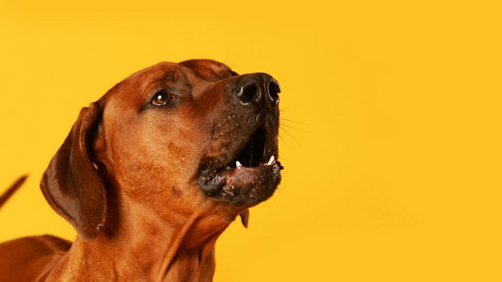 犬は『吠え方』で気持ちを表現している！心理ごとの吠え方や接し方を解説