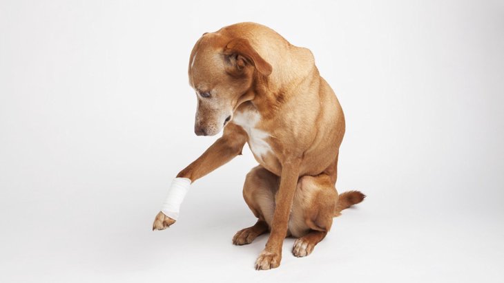 犬の『足が痛い』時にする仕草4つと和らげる方法