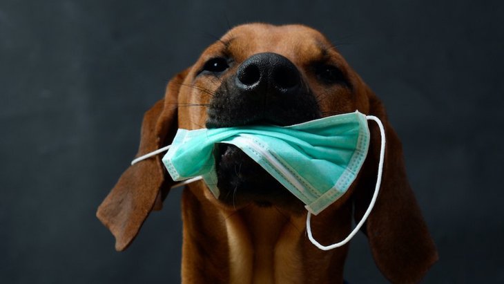 犬のマスク誤飲に注意！食べてしまう原因と危険なポイントを解説