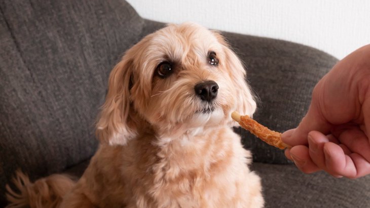 愛犬用『歯磨きガム』を与える頻度やタイミングとは？やってはいけない選び方まで解説 