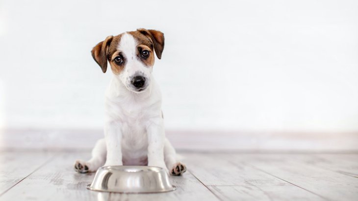 犬は『発酵食品』を食べても大丈夫？与える時の注意点やNG行為は？