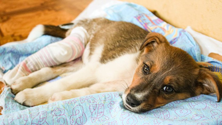 犬が骨折したらいくらかかる？治療費の目安とペット保険の必要性について