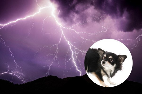犬が雷を怖がるのはなぜ？怖い時の対処法と注意点