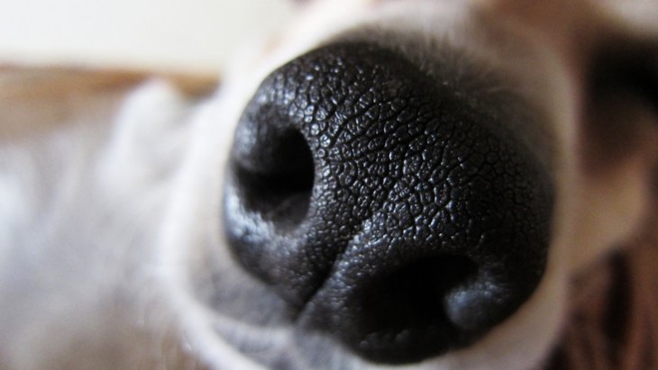 「犬にはもう一つの鼻がある？」犬の鼻の不思議！