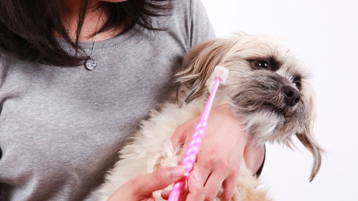 愛犬が歯磨きを拒否！主な心理からやるべき対処法まで解説