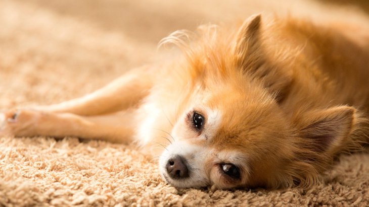 犬の「睡眠不足サイン」5選！見極めるべき症状と今すぐすべき対処法とは？