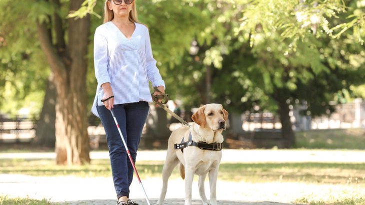 補助犬（盲導犬・介助犬・聴導犬）の一生。出生から引退まで