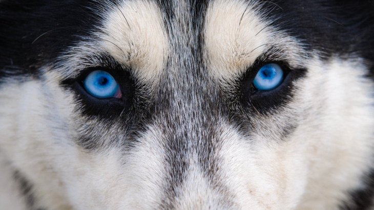 『青い目を持つ犬種』3選！神秘的なブルーアイに思わずうっとり♡