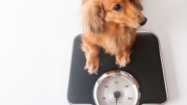 犬をすぐ太らせてしまう飼い主の特徴３選！寿命が縮まるケースも？