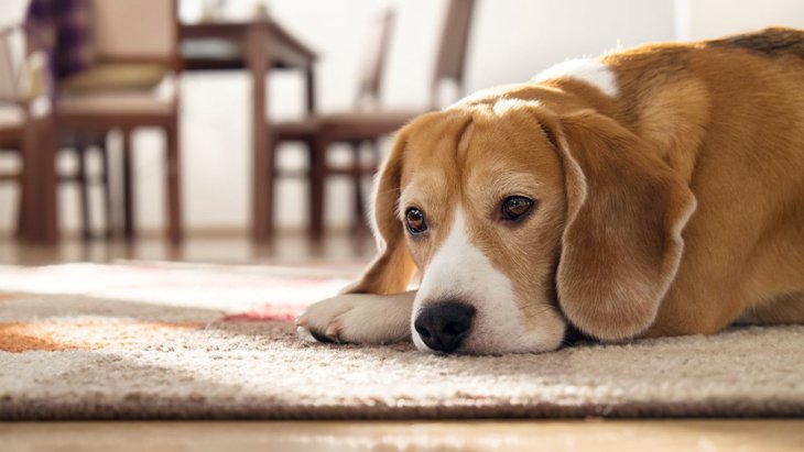『我慢をしてしまう性格の犬』の特徴3つ！ストレスを与えないために意識すべきこと