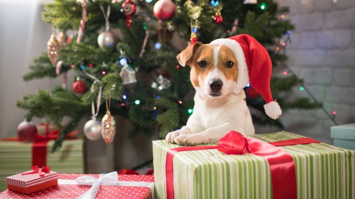 愛犬が喜ぶ『クリスマスの祝い方』5選！日頃のありがとうを伝える日にしよう♡