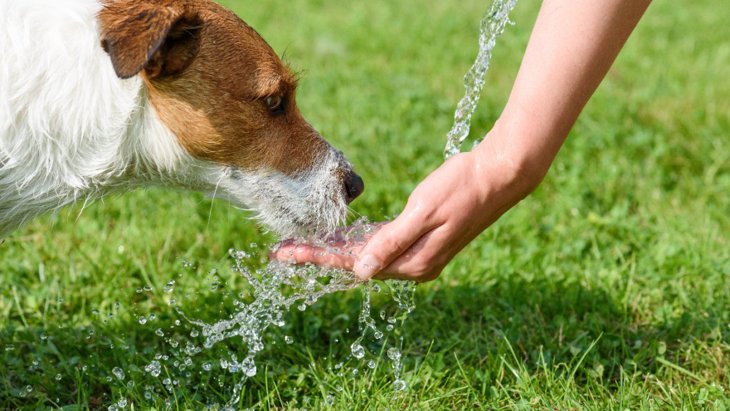 犬に水分補給をさせるコツ！1日に必要な飲水量や飲まない原因は？