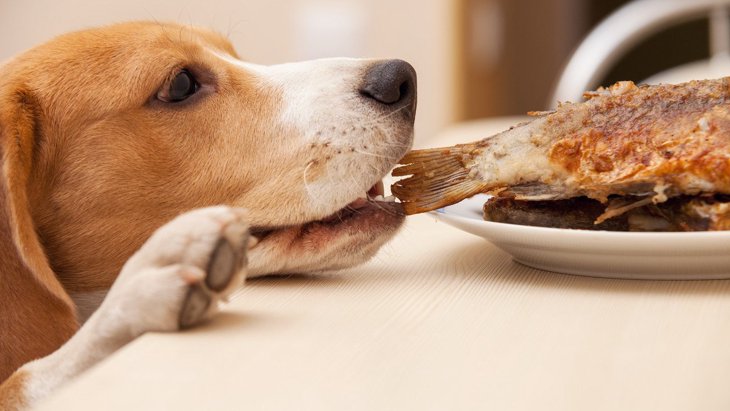 犬に与えても大丈夫な『魚介類』５選！食べる前にすべき下準備は？