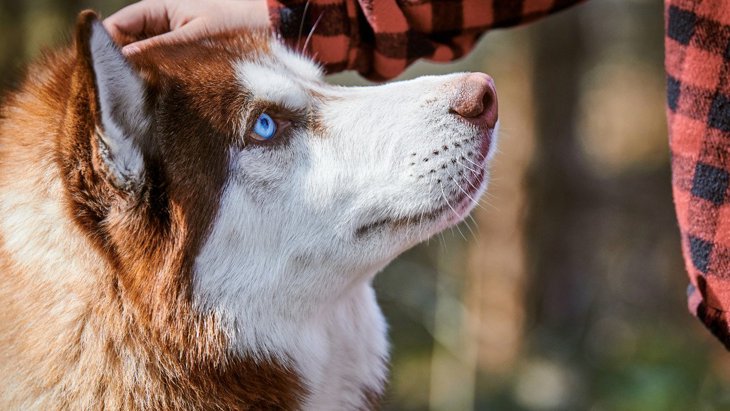 「目が青い犬種」3選！美しい目を持つワンコに思わず魅了される 