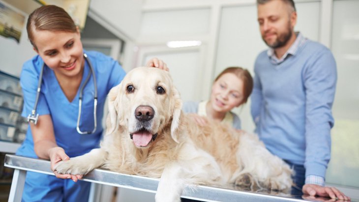 愛犬に最適な動物病院の選び方4選