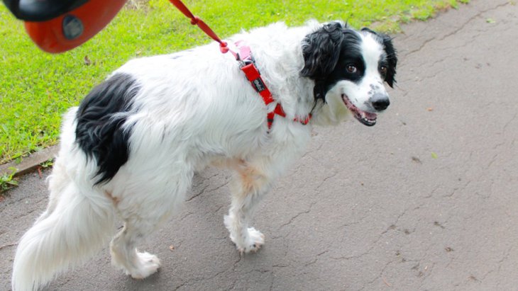 犬がSOSを出している『散歩のしすぎサイン』3選！症状と適切な対処法