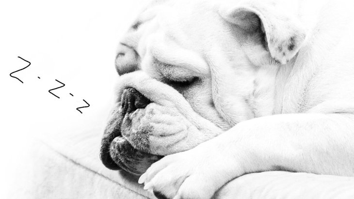 犬がいびきをかく原因とは？いびきをかきやすい犬種や対処法を解説