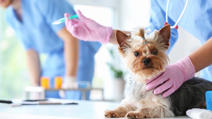 犬が感染しやすい『病気』3選！予防方法は？