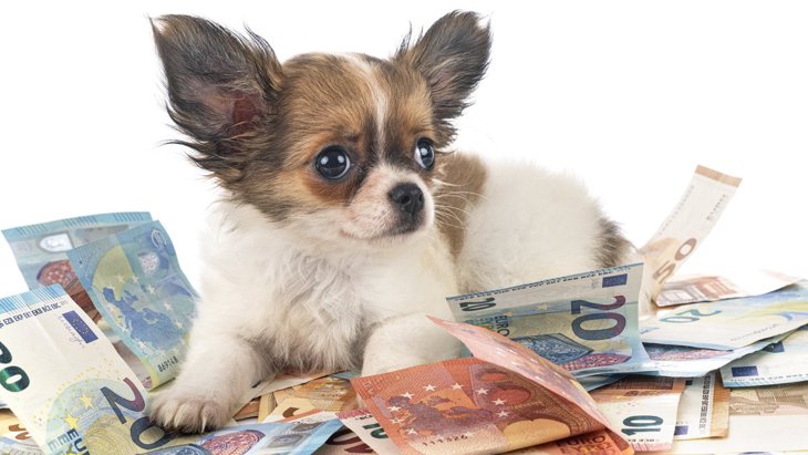 犬を飼うのに『必要なお金』ってどのくらい？事前に知っておくべき出費のこと