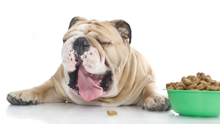 犬が『ご飯をだらだら食べる』原因とは？よくない理由と改善する方法