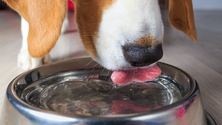 犬に『冷水』と『常温水』どちらを与えるべき？