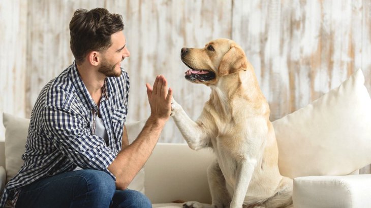 犬は平均８９語の言葉を覚えている！研究者が作った犬単語目録
