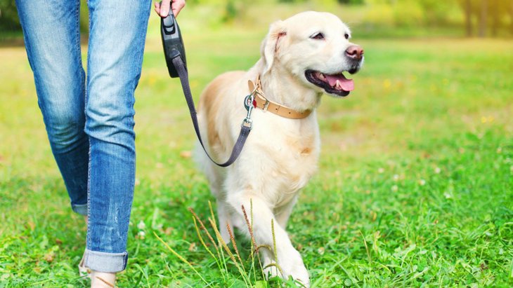 犬の"歩き方"でも心理がわかる！パターン別の気持ちや病気の可能性を解説