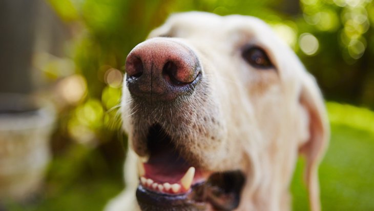 犬が人間の股間の匂いを嗅ぐ理由とは？