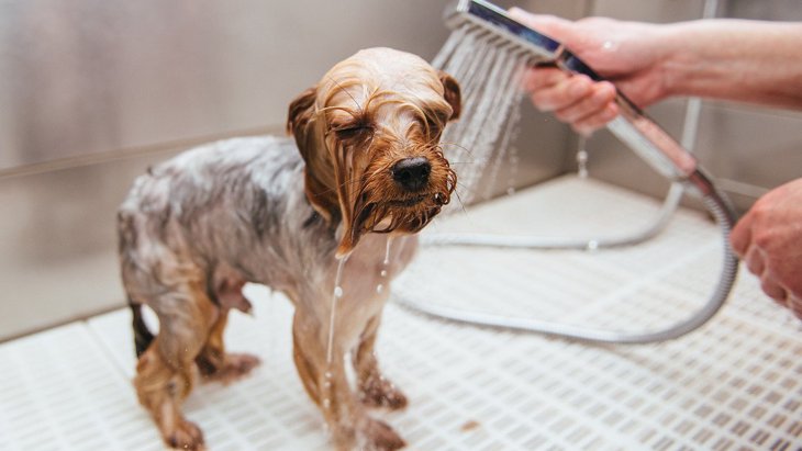 犬が「水」や「お湯」を嫌がる時の5つの心理とは？