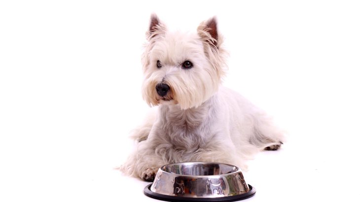 犬が空腹（お腹がすいている）のときによく見せる５つのサイン