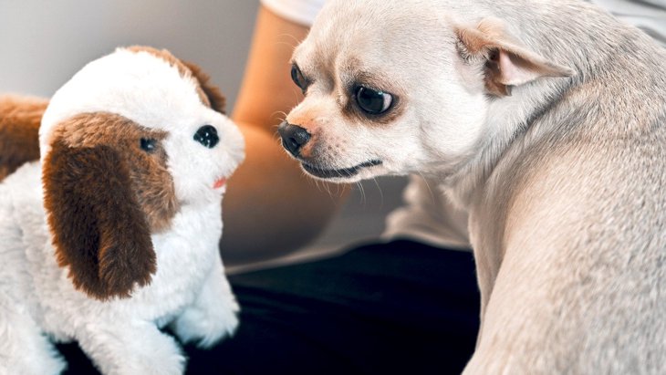 なぜ犬はおもちゃに唸るの？怒ってる？4つの理由を解説