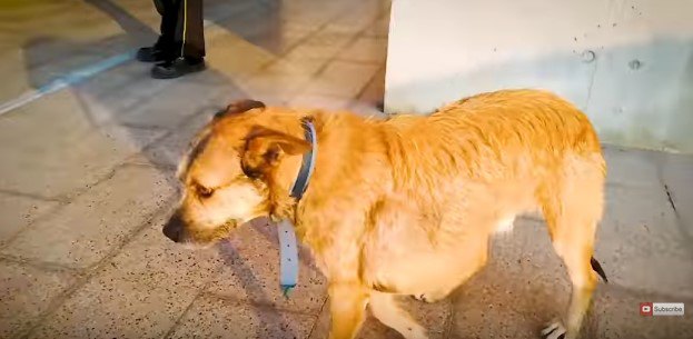 助けて！巨大なコブを抱えて病院の前に現れた犬は命は救われ幸せに