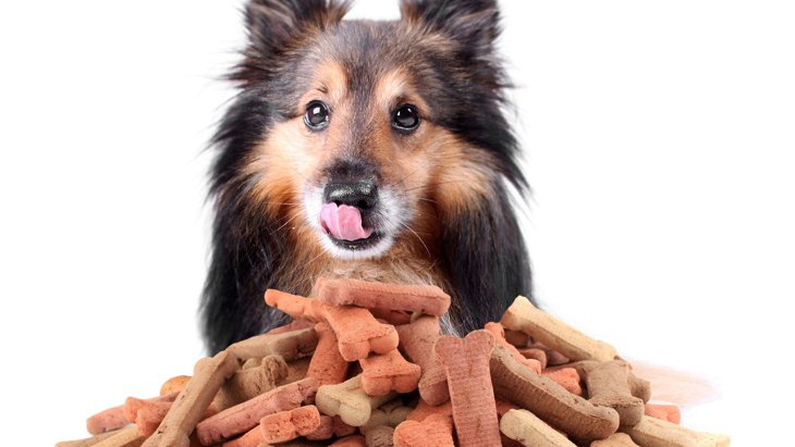 犬におやつを与える時のNG行為4選！過剰に食べさせるリスクや適切な量は？