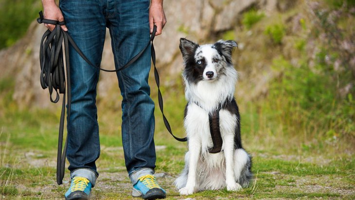 犬のトレーニング「ヒール」とは？その必要性と訓練方法