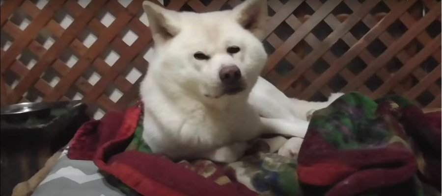 愛用の毛布の登場に上機嫌になる秋田犬がかわいい！