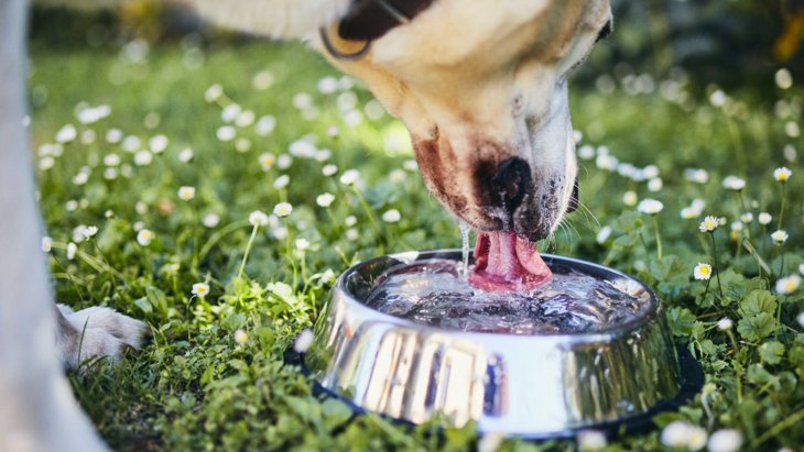 犬に与える水は『常温』と『冷水』どっちを与えるべき？