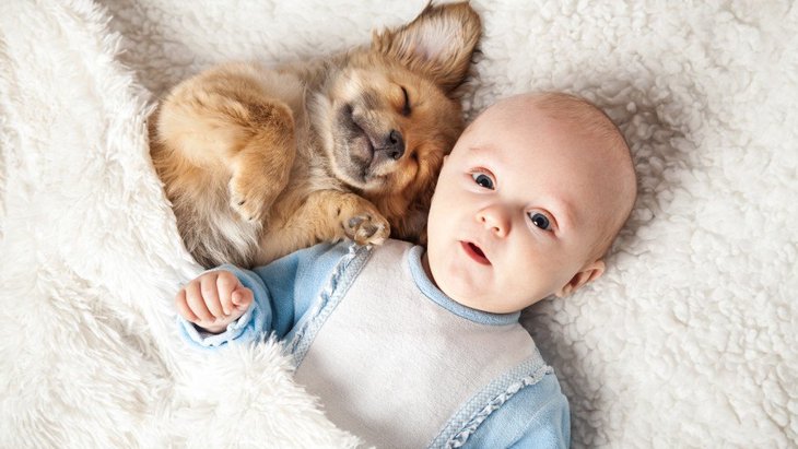 犬が人の赤ちゃんに優しい理由３選♡