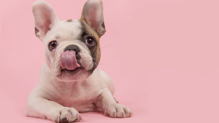 犬の『舌』でわかる健康状態6選！病院に行くべき症状とは？
