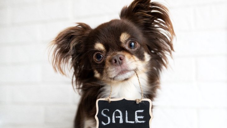 公式登録に表れない人気犬種をオンライン販売から分析した調査結果