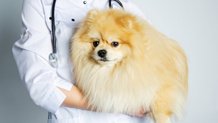 なぜ犬は動物病院が苦手なの？3つの理由と克服するための対策