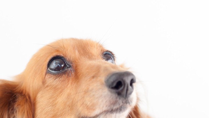 犬の目がウルウルしている時の心理とは？3つの気持ちと病気の可能性
